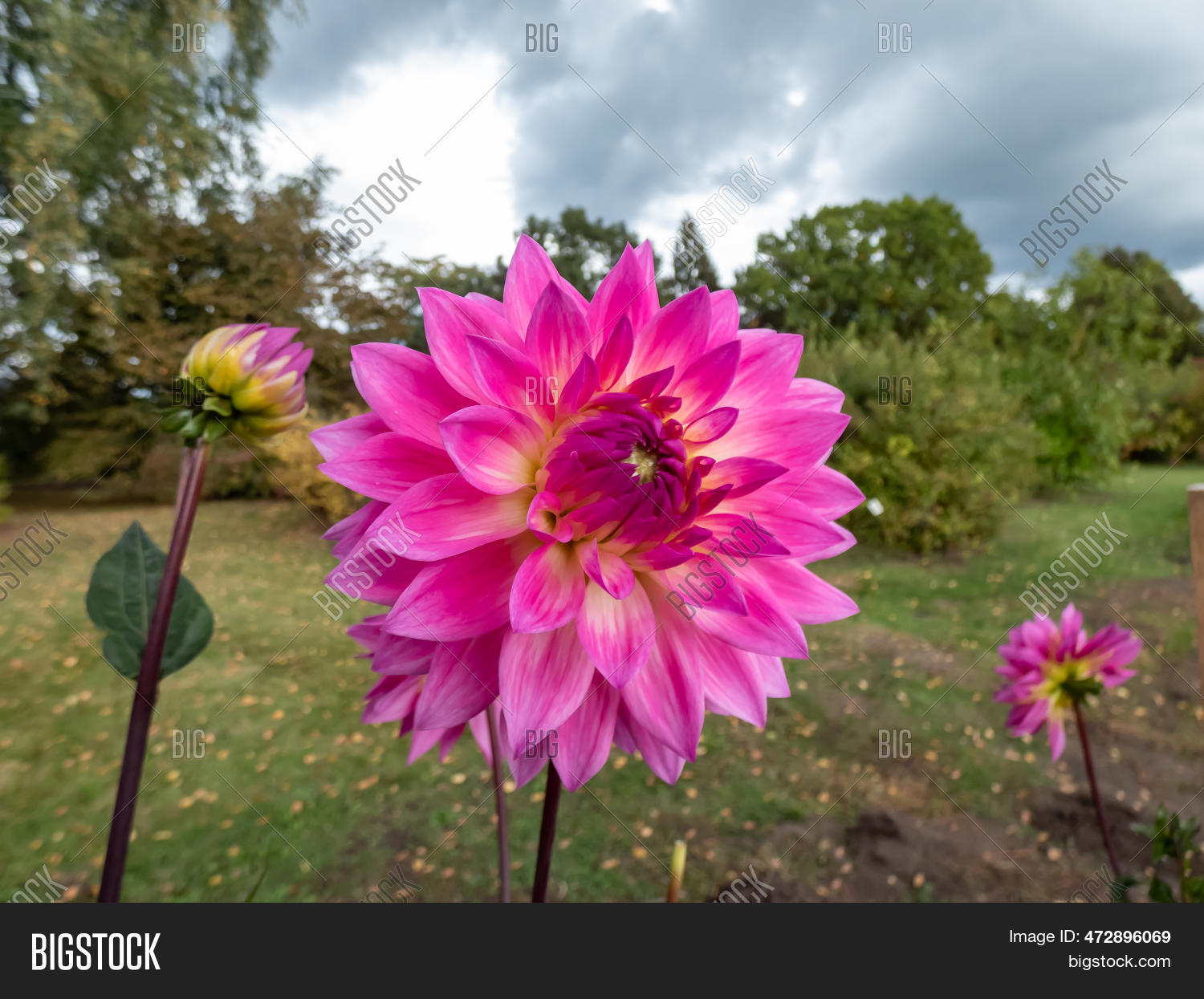 Dahlia Miss Delilah Image Photo Free Trial Bigstock Dahlia Miss Delilah Image Photo Free Trial Bigstock