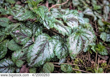 Detailed Closeup On The Silver Painted Leafs Of The Early Spring Blossoming Variegated Yellow Archan