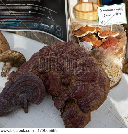 Wild Mushroom Ganoderma Lucidum Traditional Asian Medicines.