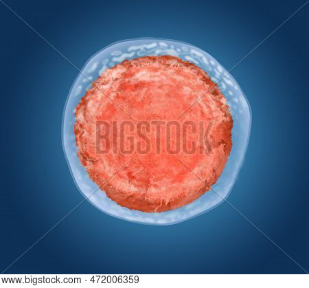 Ovum (egg Cell) On Blue Background, Illustration