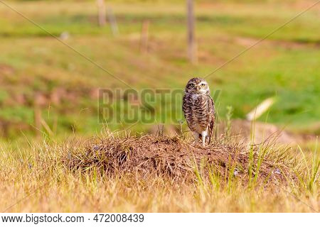 Owel In A Farm Field Between Small Plants