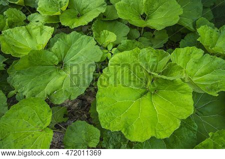 A Cluster Of Butterbur Plants With Heart-shaped Or Kidney-shaped Leaves. Riverside Plant. Pro-health