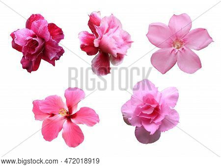 Set Of Pink Flowers Isolated On White Background. Collection Of Different Flowers.