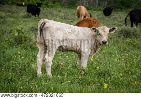 A White Charolais Calf Standing In A Pasture In Cypress Hills Interprovincial Park