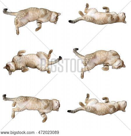 Set Of Cute Sleeping Cat Isolated On White Background. Funny Cat.