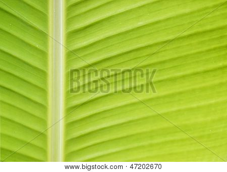 Foglia di banana