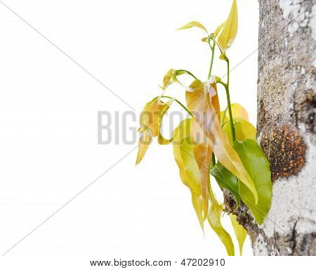 Germogliare la pianta