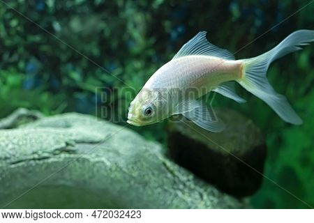 Artificially Cultured Decorative Comet Goldfish In The Aquarium Close-up.