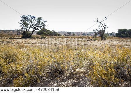 Scrubland Scenery In Kgalagadi Transfrontier Park, South Africa