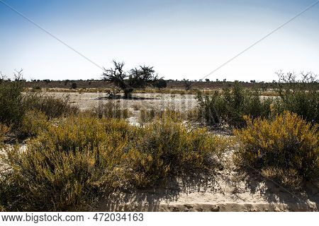 Scrubland Scenery In Kgalagadi Transfrontier Park, South Africa
