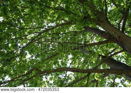 Oak Tree Branches Covered With Leaves Seen Upwards