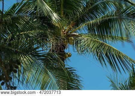 Coconut Trees. Scenic View Tall Coconut Palm Tree With Sun Light When Looking Up Blue Sky. Looking U