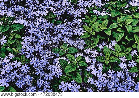 Blue Lilac Delicate Flowers Mattiola Bicornu With A Light Sunny Feeling