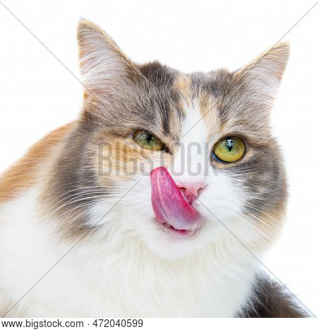 Funny Beautiful Fluffy Cat Licks Isolated On The White Background