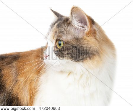 Funny Beautiful Fluffy Cat Licks Isolated On The White Background