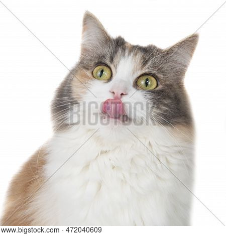 Funny Beautiful Fluffy Cat Licks Isolated On The White Background