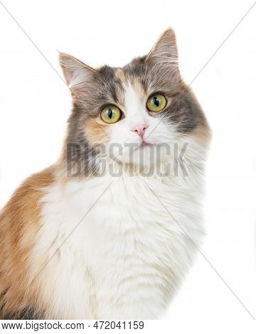 Funny Cute Beautiful Fluffy Cat Isolated On The White Background