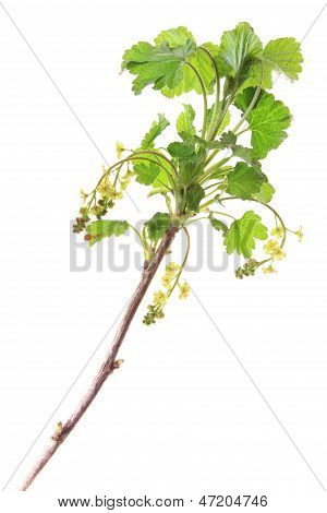 Rojo grosella (Ribes rubrum)