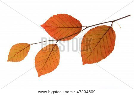 Měď buk (Fagus sylvatica f. purpurea)