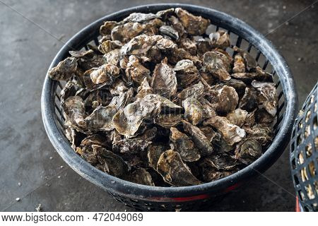 Grilled Fresh Oyster In Taiwan, Famous Street Food.