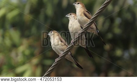 three indian sliver bill munia swinging on a wire near fields on 05-march-23 rajkot, Gujarat, India