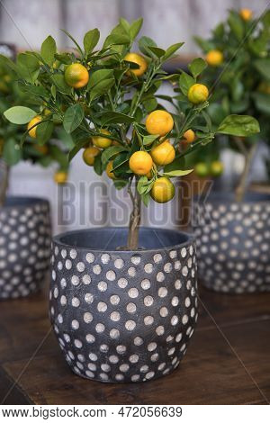 Calamondin Or Citrus Mitis Plant With Ripe Small Orange Fruits Potted At The Greek Garden Shop In Ea
