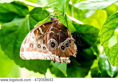 Beautiful Butterfly Enodia Anthedon On Green Leaves In The Garden. Lepidopteron