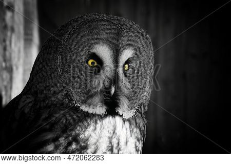 Black And White Portrait Of Great Grey Owl (strix Nebbulosa Lapponica)