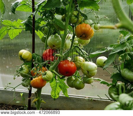 Red Tomatoes Ripen On Branches In A Greenhouse