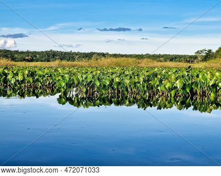 Canoe Tour On The Pantanal Marimbus, Waters Of Many Rivers And Abundant Vegetation, In Andarai, Bahi