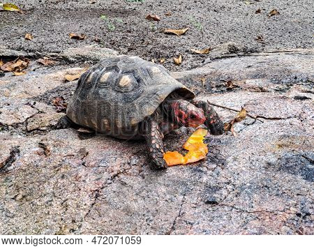 The Red-footed Tortoise, Chelonoidis Carbonarius At Imbassai, Bahia, Brazil Is A Species Of Tortoise