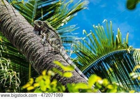 Green Iguana Sitting On A Palm Tree At Imbassai, Bahia, Brazil.. Wild Animal Looking Like Small Drag