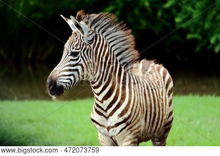 Zebra Standing On Grassland With A Background Of Forest. The Zebra In The Picture Has White And Blac