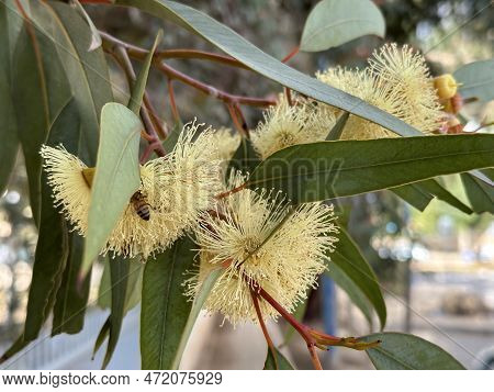 Beautiful Spring Flowering Eucalyptus Twirled (lat. - Eucalyptus Torquata)