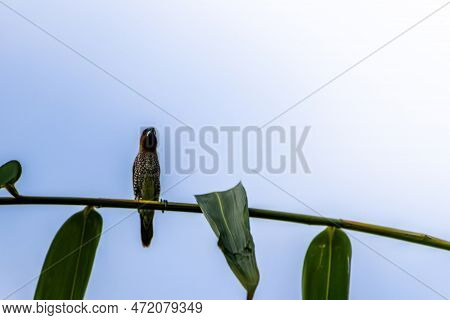 A Bird Of The Type Estrildidae Sparrow Or Estrildid Finches Perched On A Branch On A Sunny Morning, 