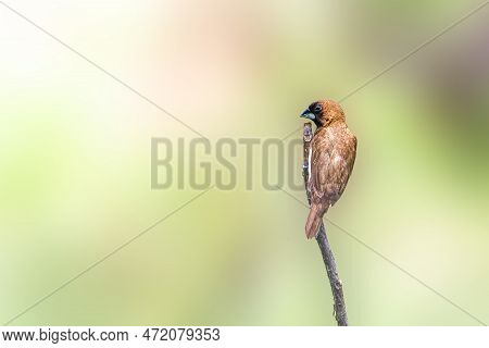A Bird Of The Type Estrildidae Sparrow Or Estrildid Finches Perched On A Branch On A Sunny Morning, 