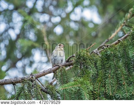 Green And Yellow Songbird, European Greenfinch Sitting On A Branch In Spring. The European Greenfinc