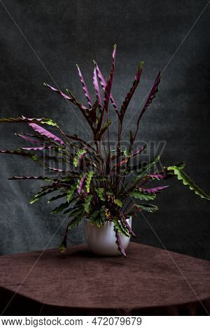Bush Room Calathea Rufibarba In A Pot