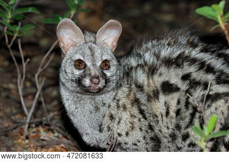 Portrait Of A Nocturnal Large-spotted Genet (genetta Tigrina), South Africa