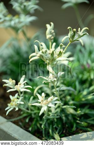Beautiful Edelweiss Flower Blossom, Mountain Flower And Used In Traditinal Medine