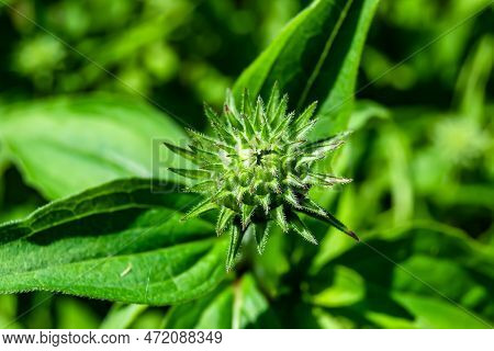 Fine Wild Growing Flower Aster False Sunflower On Background Meadow