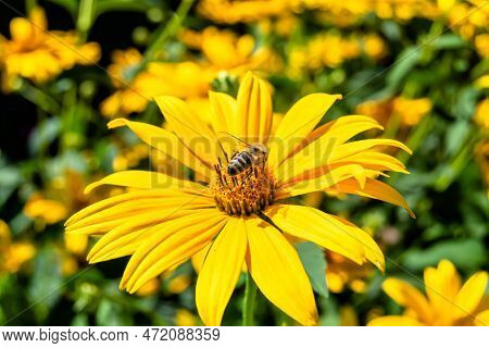 Beautiful Wild Flower Winged Bee On Background Foliage Meadow