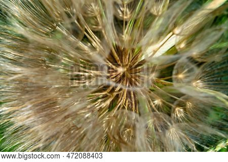 Beautiful Wild Growing Flower Seed Dandelion On Background Meadow