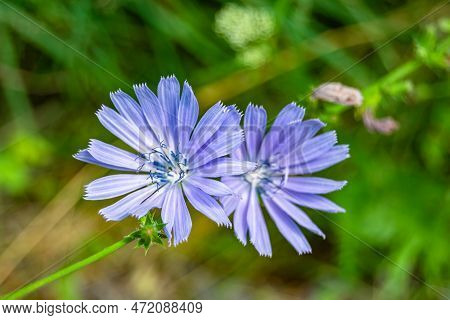 Beauty Wild Growing Flower Chicory Ordinary On Background Meadow