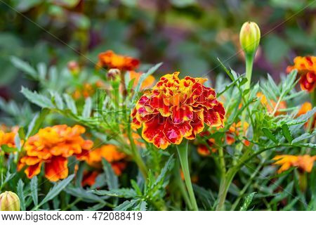 Fine Wild Growing Flower Marigold Calendula On Background Meadow