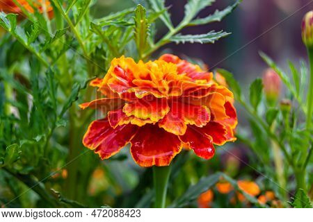Fine Wild Growing Flower Marigold Calendula On Background Meadow