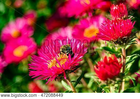 Beautiful Wild Flower Winged Bee On Background Foliage Meadow