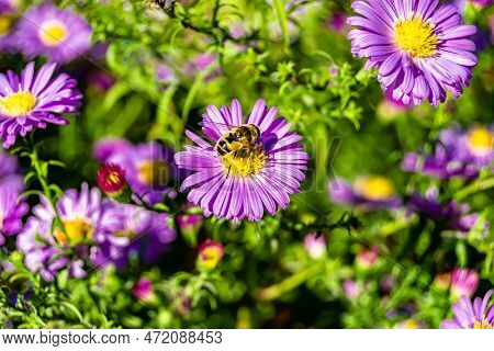 Beautiful Wild Flower Winged Bee On Background Foliage Meadow