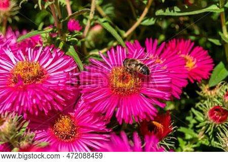 Beautiful Wild Flower Winged Bee On Background Foliage Meadow