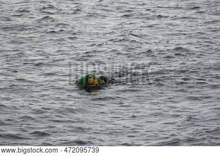 Haenyeo Female Divers Or Haenyo Women Diving Scuba For Keeping Clam Abalone Shells In Underwater In